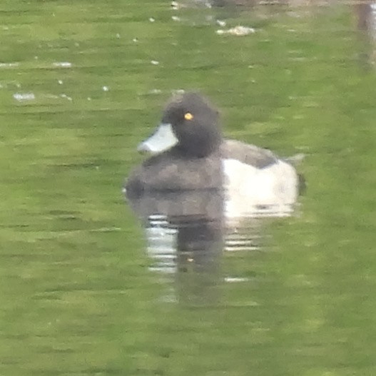 Tufted Duck - ML646411177