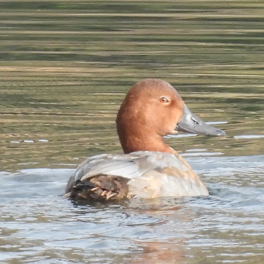 Common Pochard - ML646411178