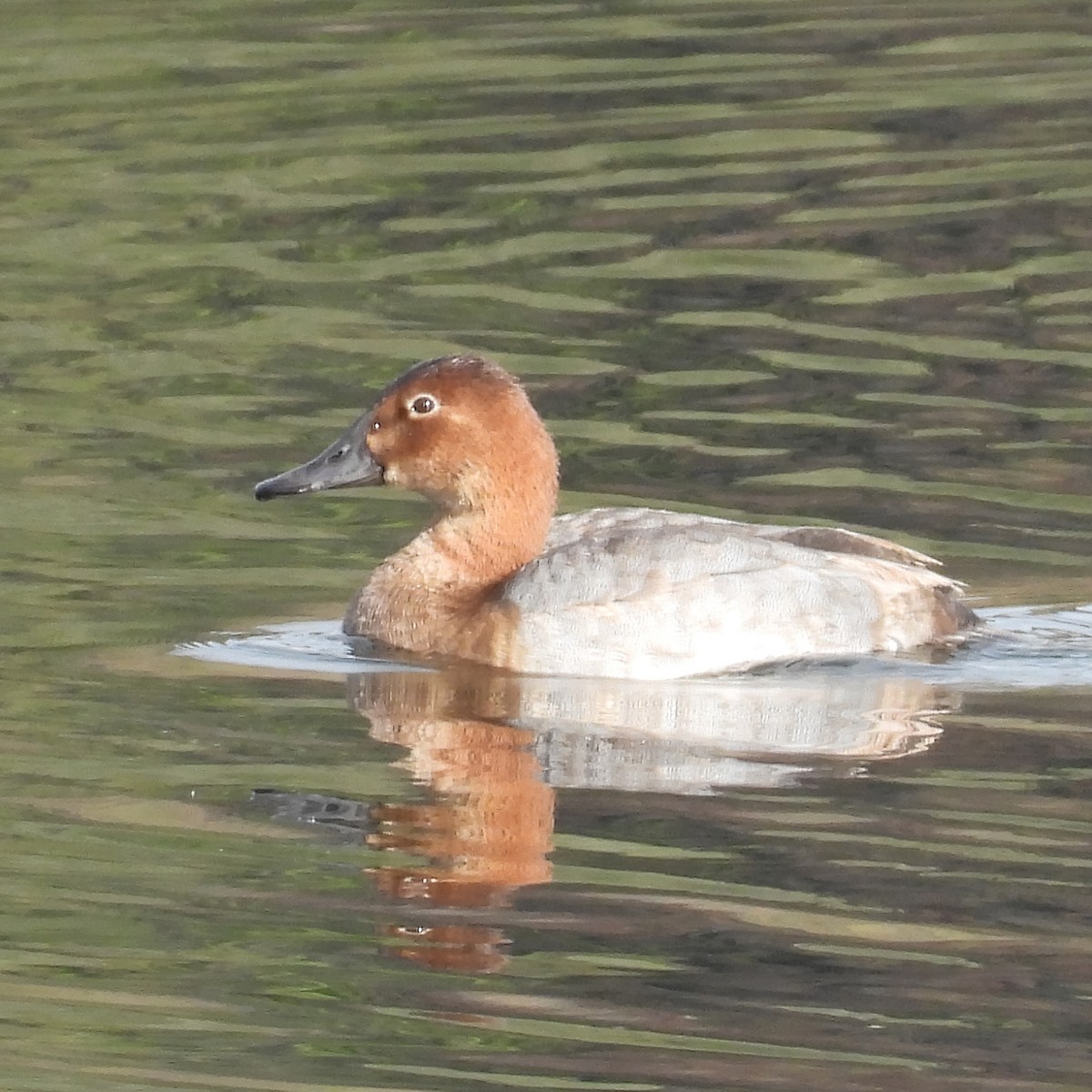 Common Pochard - ML646411179