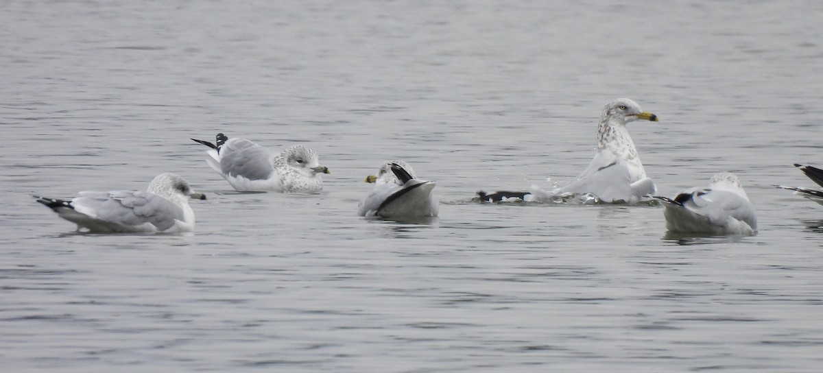 Ring-billed Gull - ML646411180