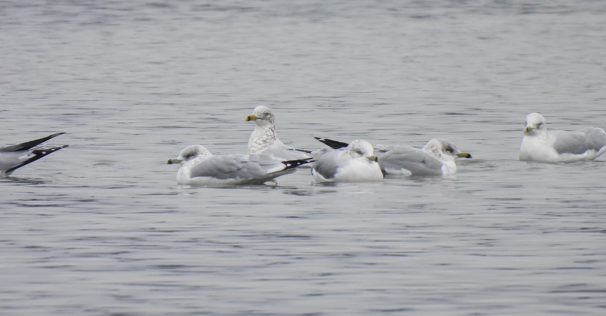 Ring-billed Gull - ML646411182