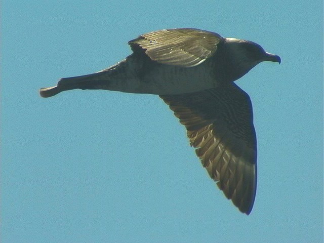 トウゾクカモメ - ML646411183