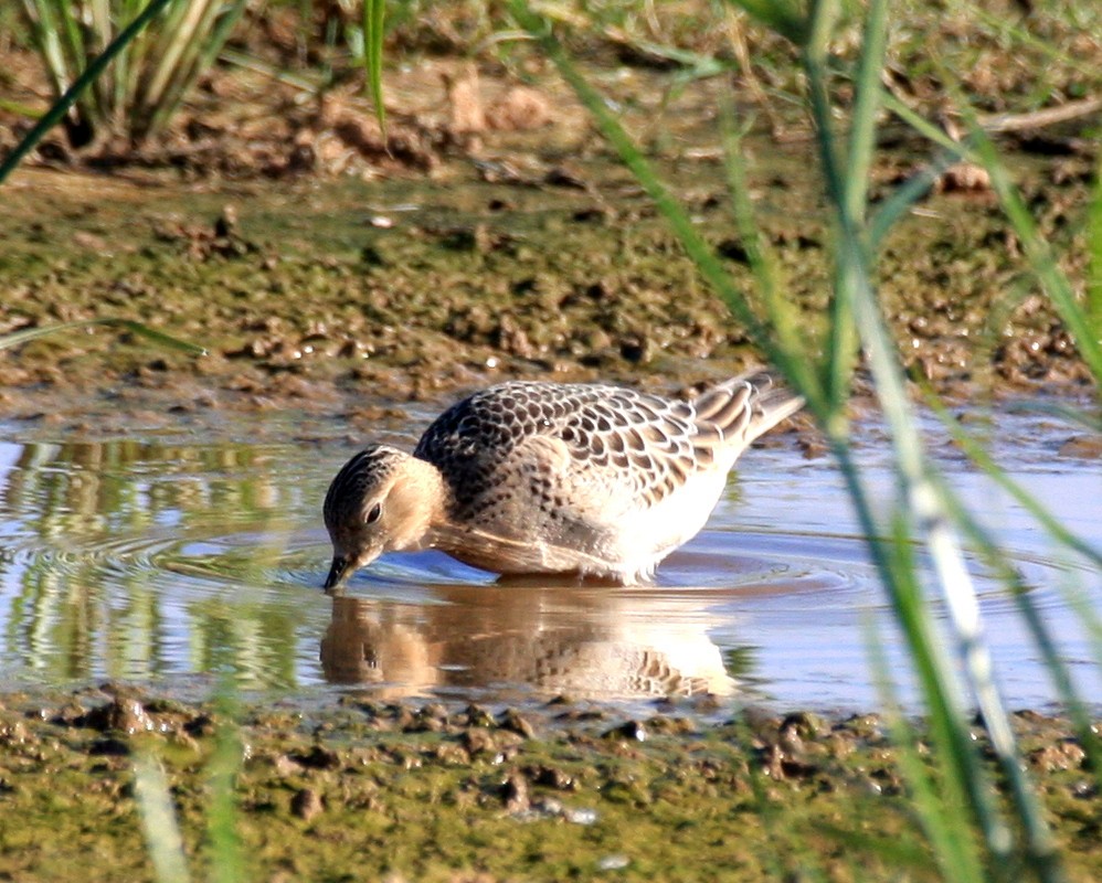 jespák plavý - ML646411184