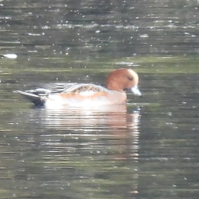 Eurasian Wigeon - ML646411185