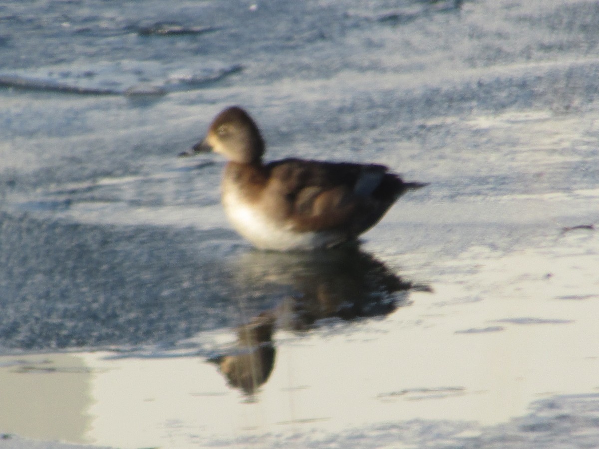 Gadwall - ML646411187