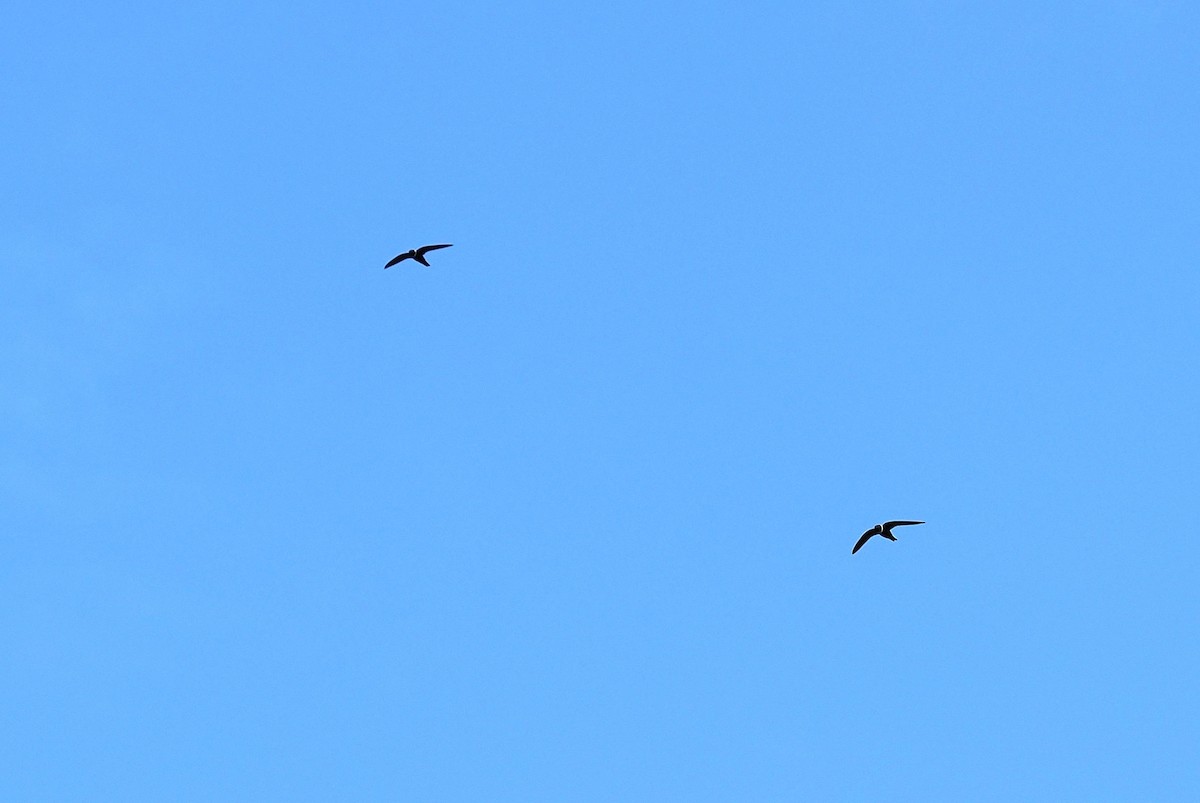 Halsbandsegler - ML646411188