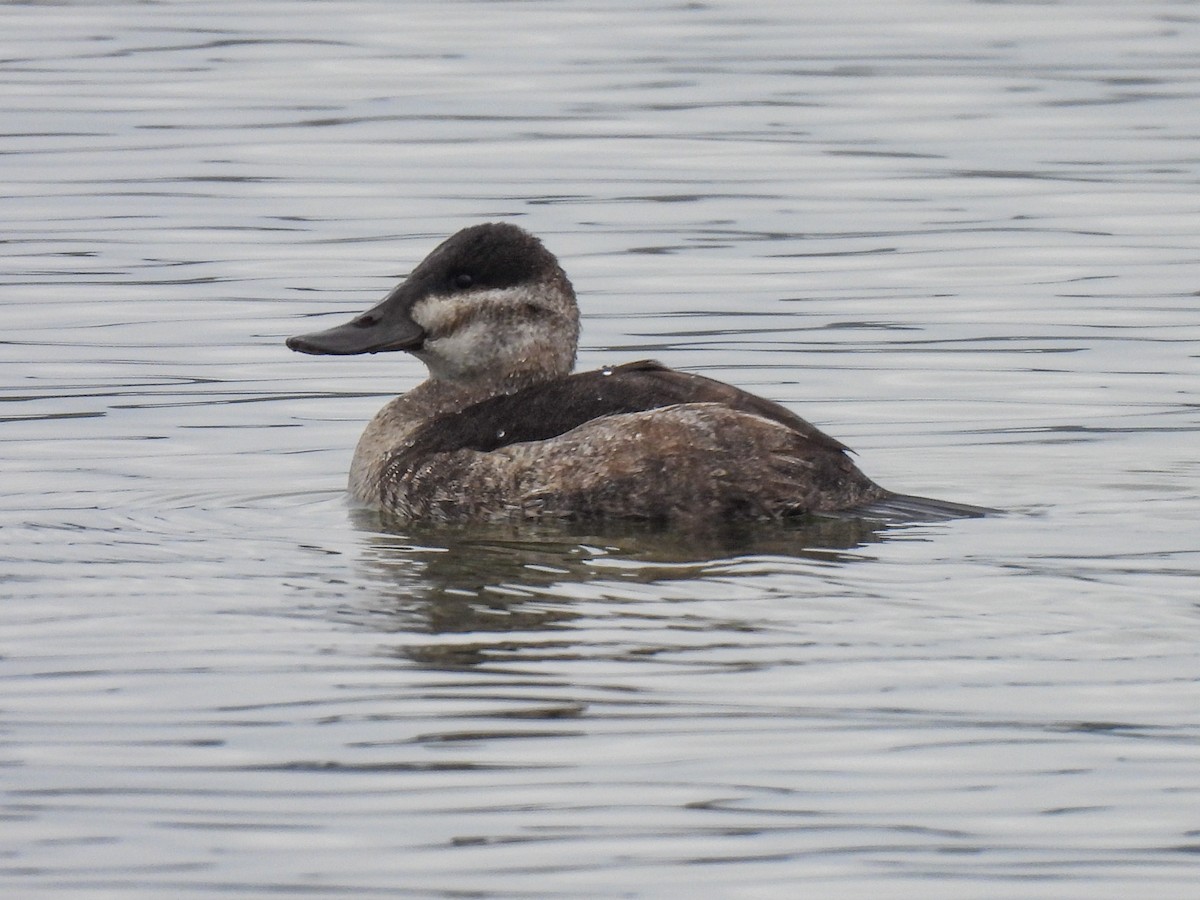 Schwarzkopf-Ruderente - ML646411189