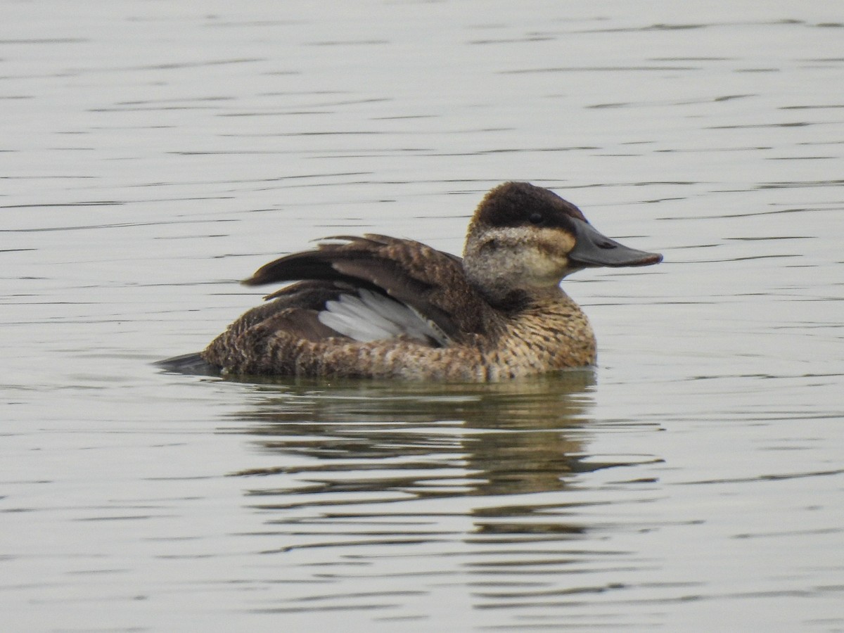 Schwarzkopf-Ruderente - ML646411190