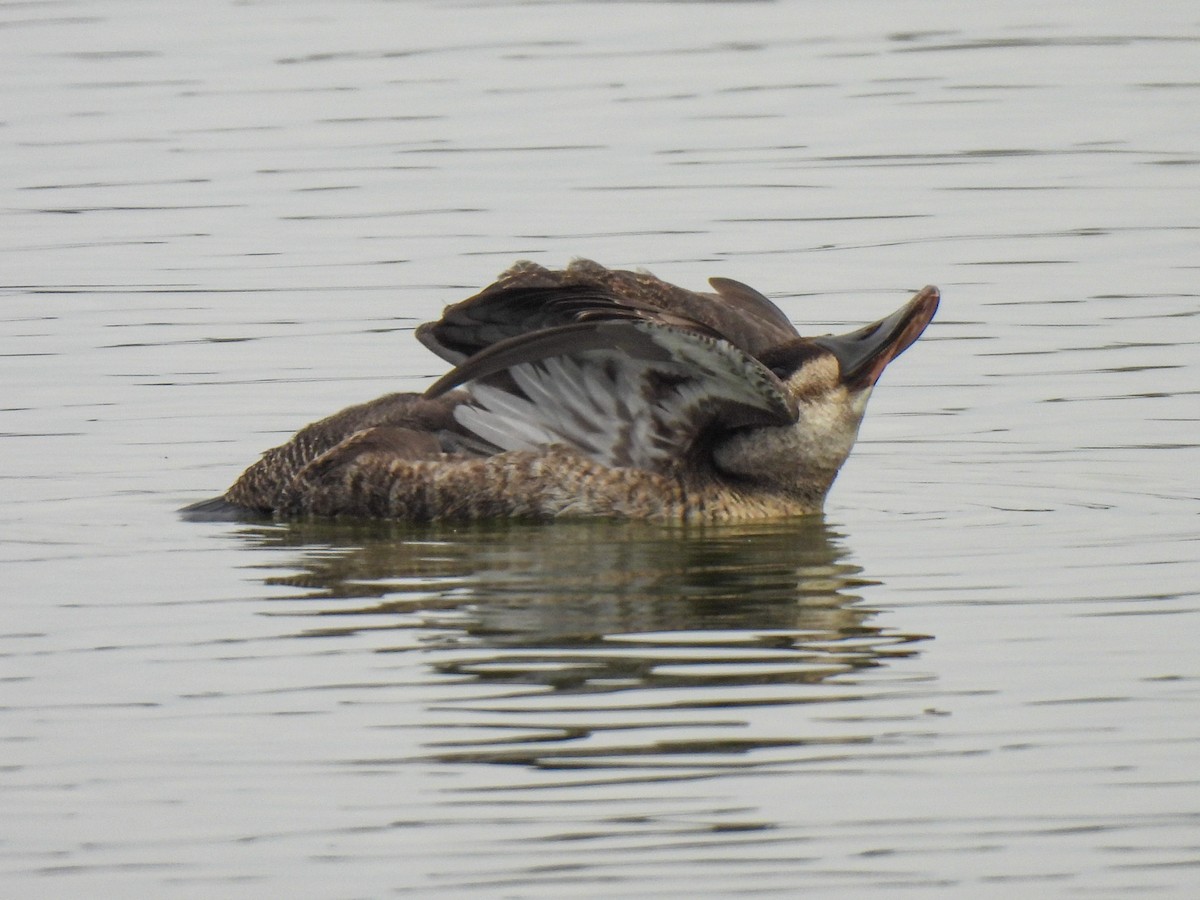 Schwarzkopf-Ruderente - ML646411191