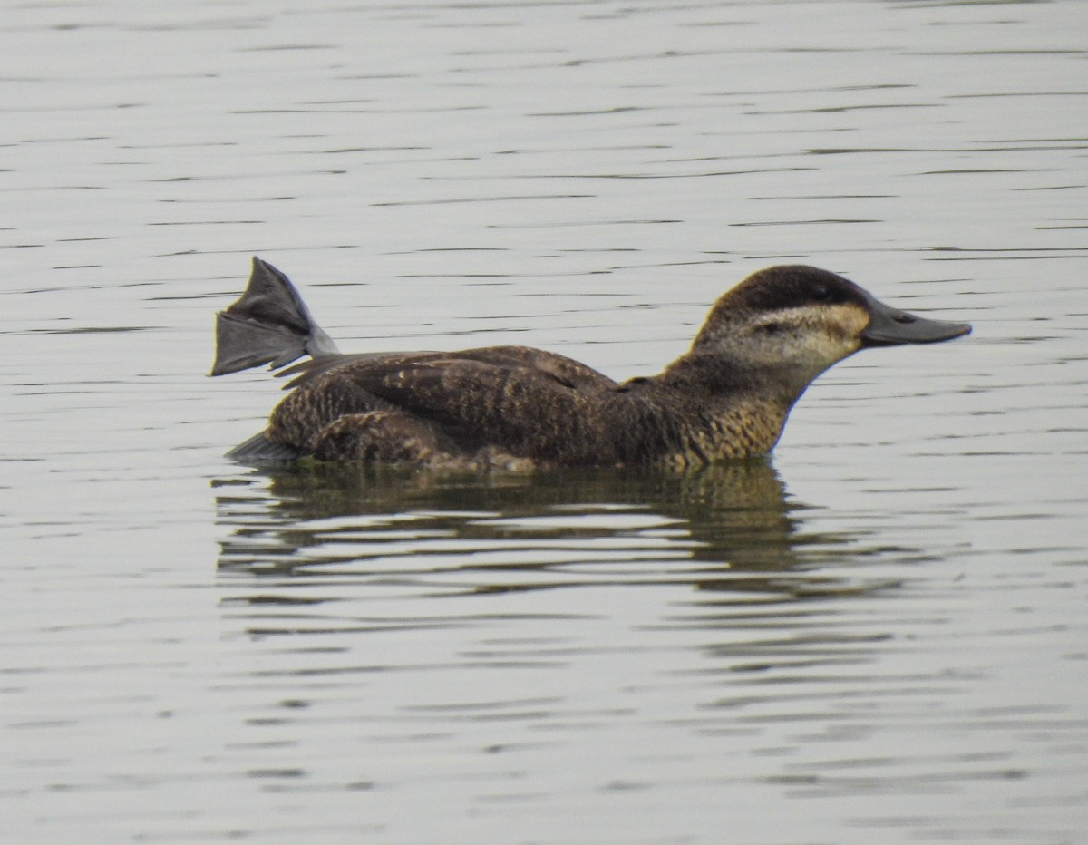 Schwarzkopf-Ruderente - ML646411192