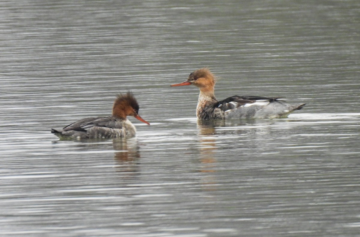 Red-breasted Merganser - ML646411193
