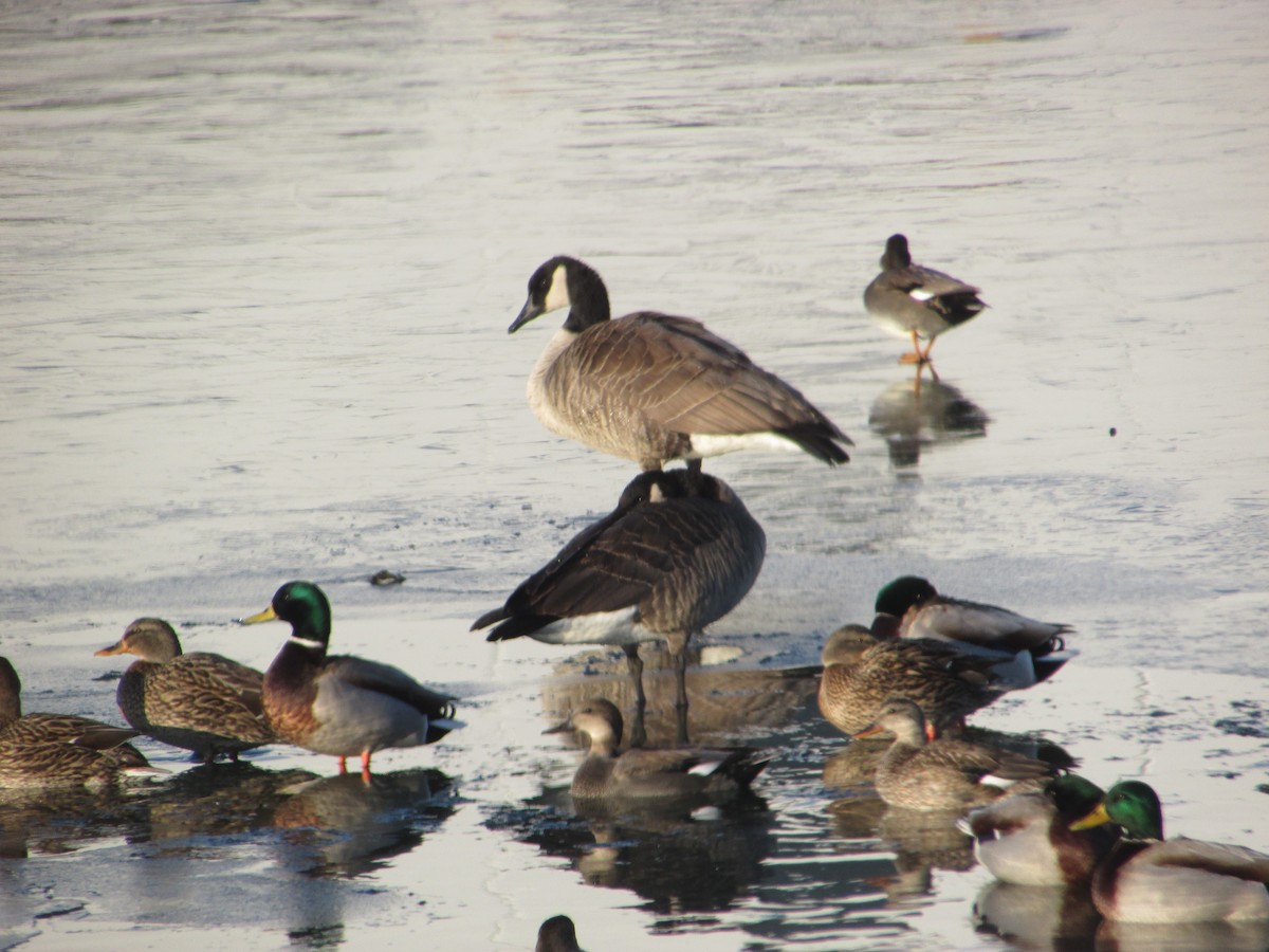 Canada Goose - ML646411195