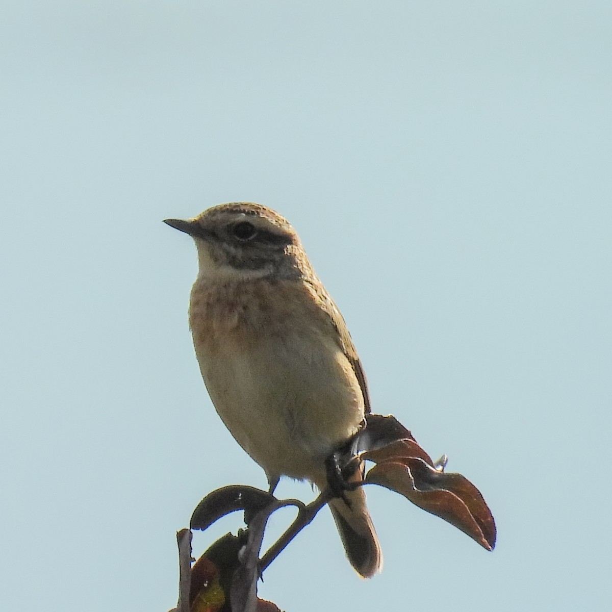 Whinchat - ML646411196
