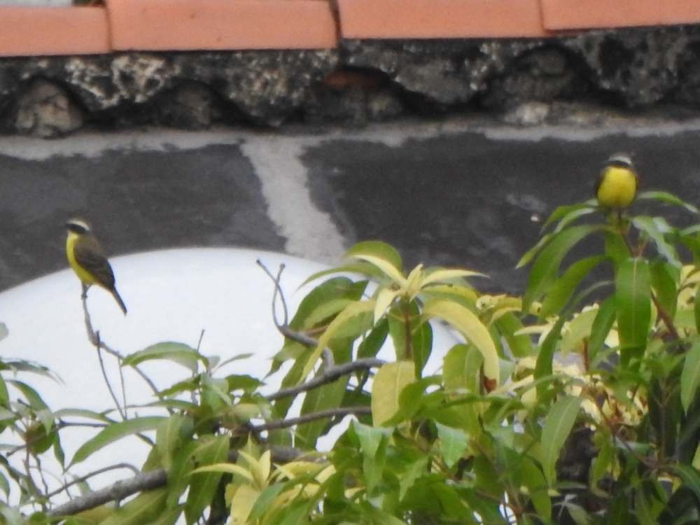 Rotscheitel-Maskentyrann - ML646411197