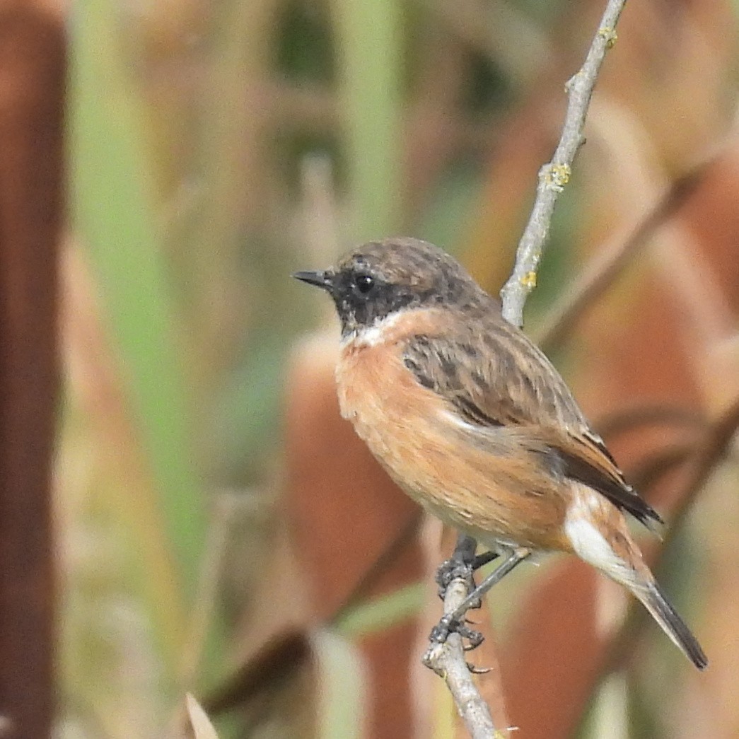 Taşkuşu - ML646411199