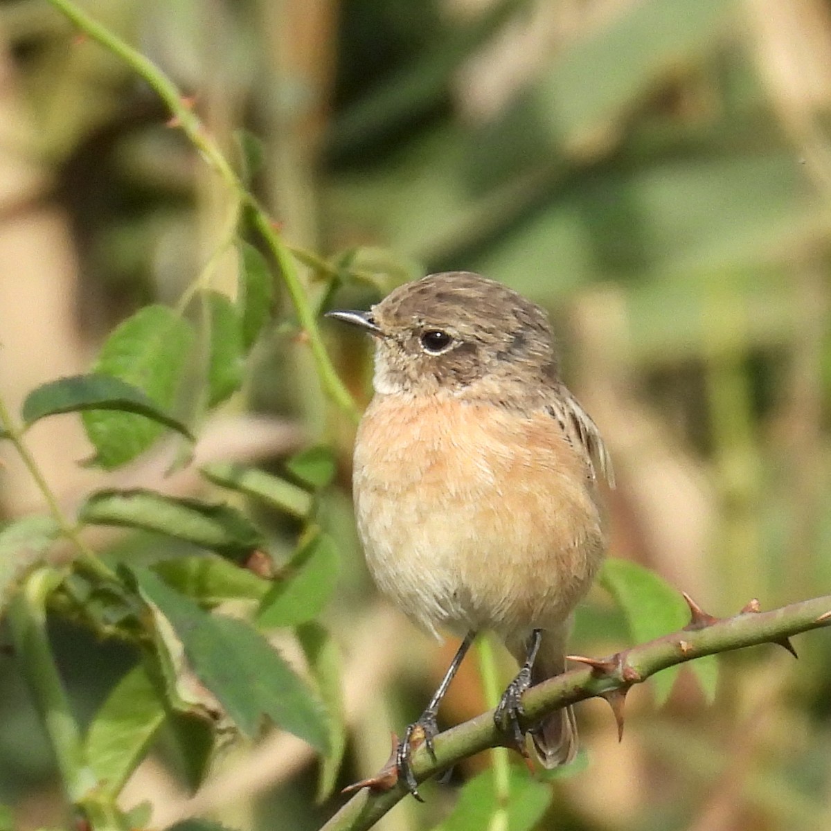 Taşkuşu - ML646411200