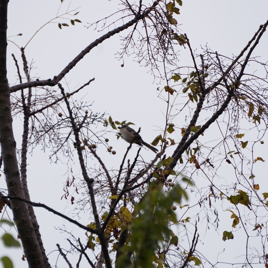 Northern Mockingbird - ML646411201