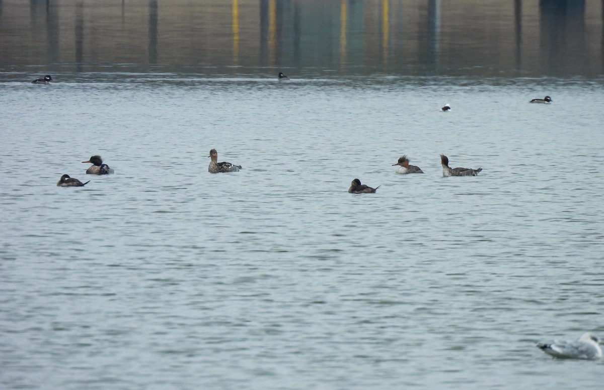 Red-breasted Merganser - ML646411202