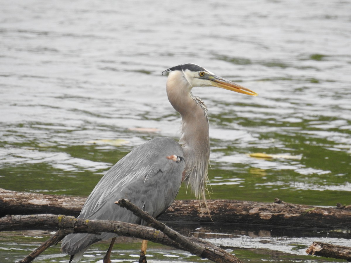 Great Blue Heron - ML646411203