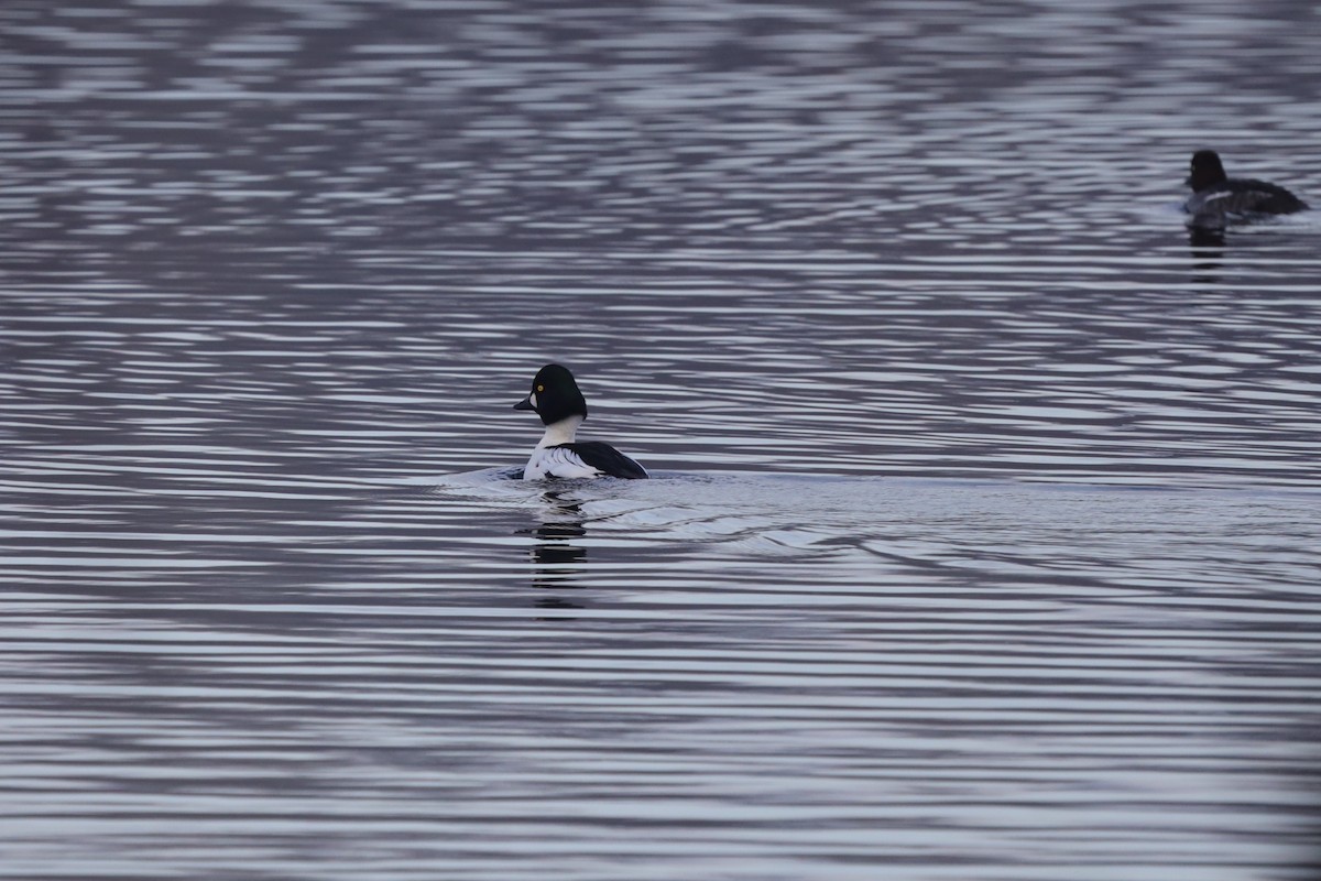 Common Goldeneye - ML646411208
