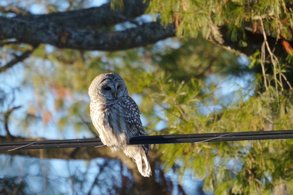 Barred Owl - ML646411209