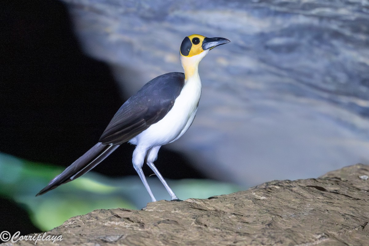 White-necked Rockfowl - ML646411210