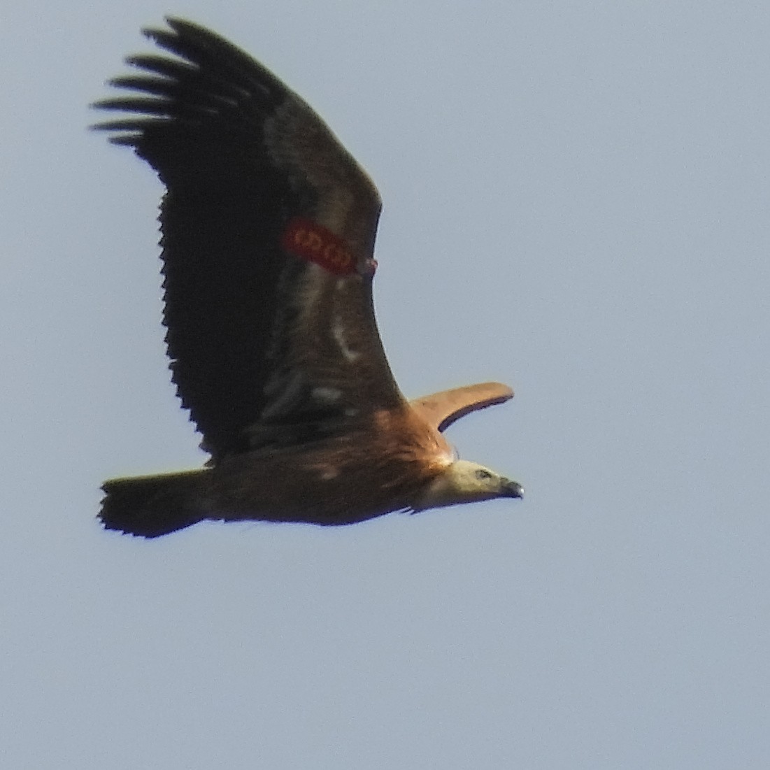 Ухаа хажир - ML646411211