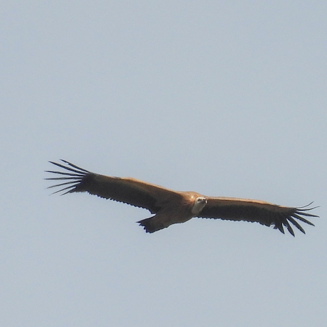 Ухаа хажир - ML646411212