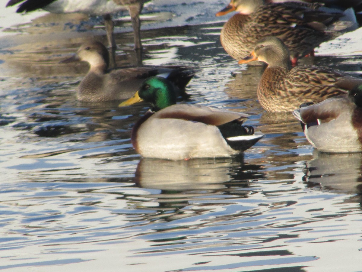 Mallard - ML646411231