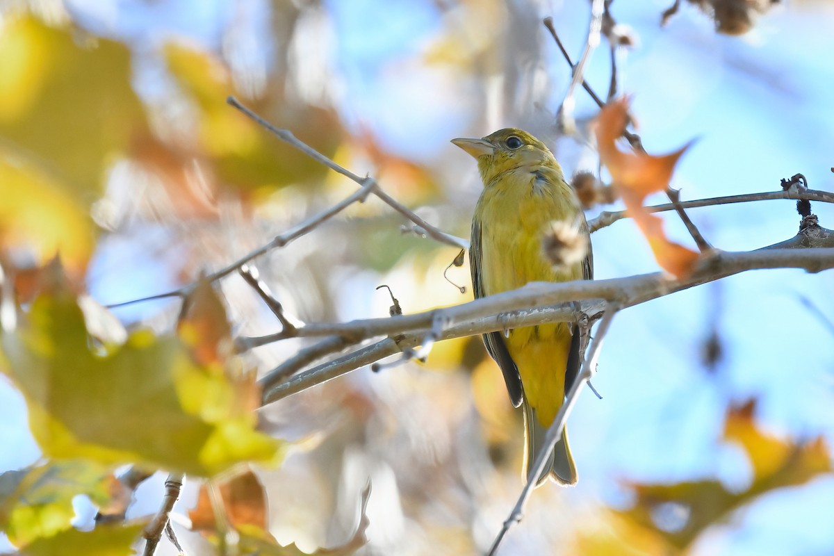 Summer Tanager - ML646411233
