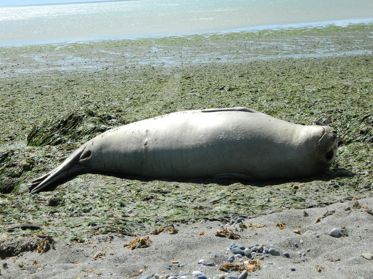 Southern Elephant Seal - ML646411235