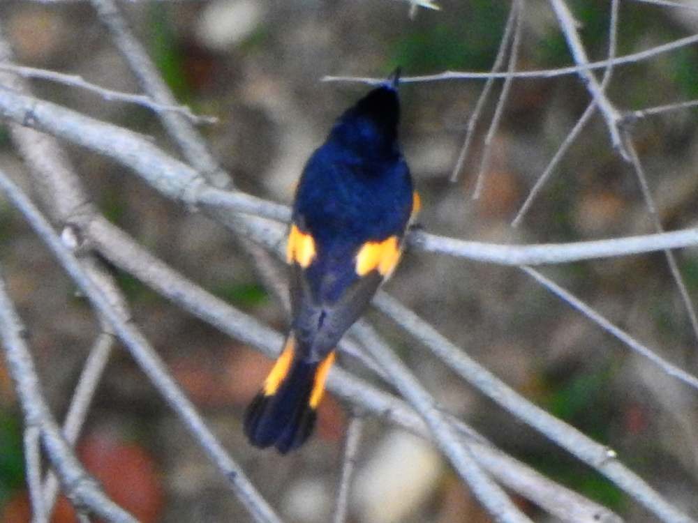 American Redstart - ML646411251