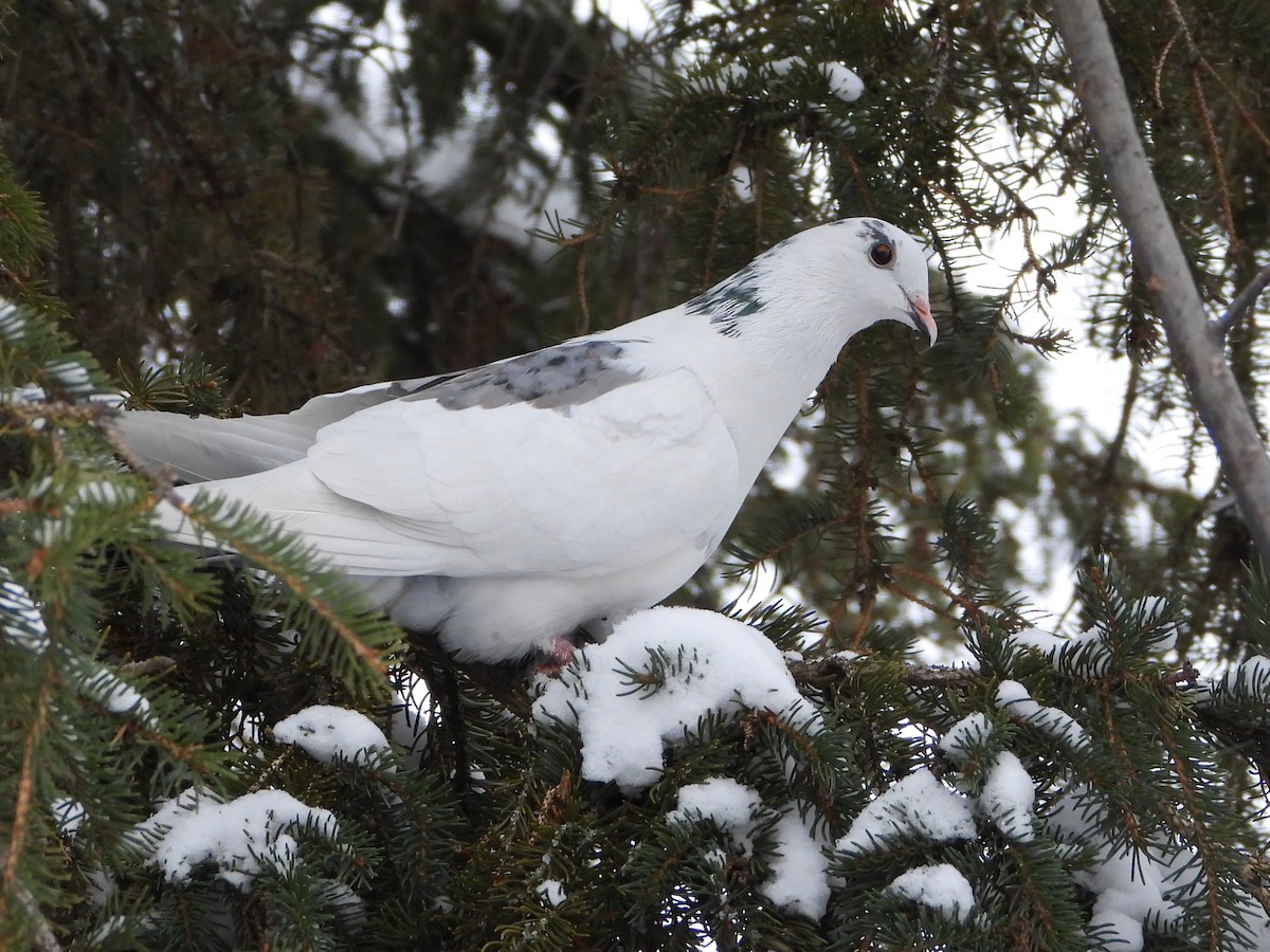 Rock Pigeon (Feral Pigeon) - ML646411252
