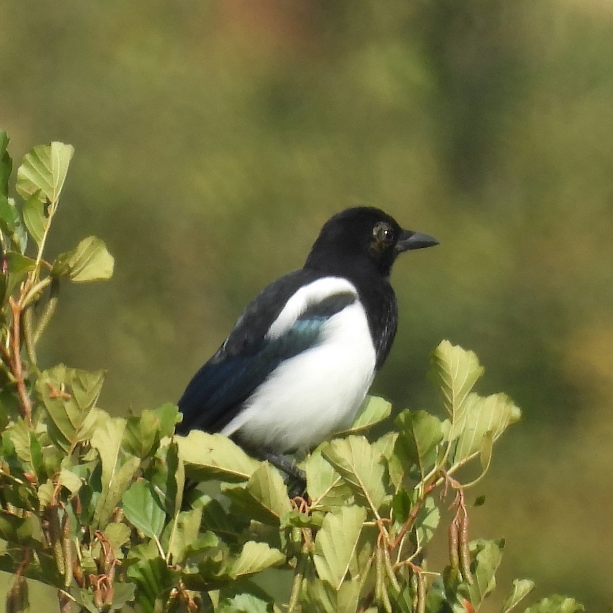 Eurasian Magpie - ML646411253