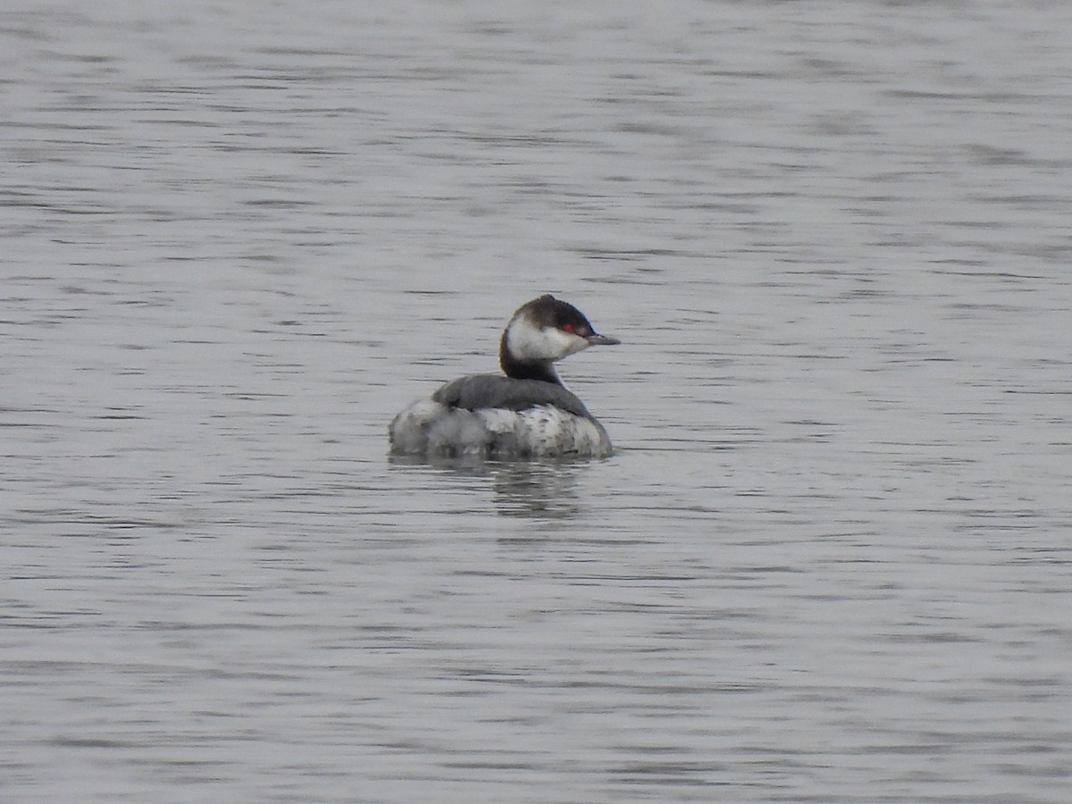Horned Grebe - ML646411254