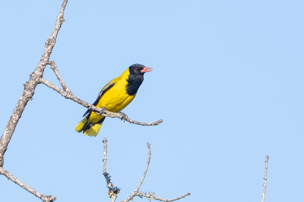 African Black-headed Oriole - ML646411255