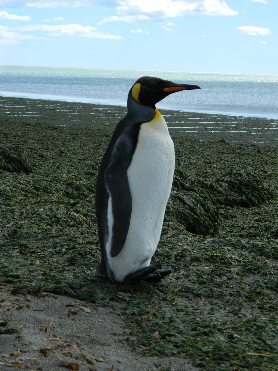 King Penguin - ML646411256