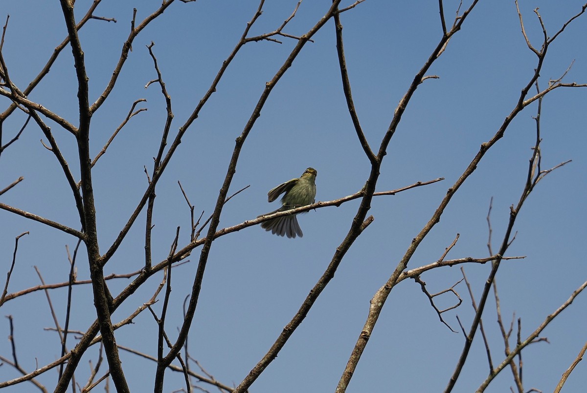 Golden-faced Tyrannulet - ML646411257