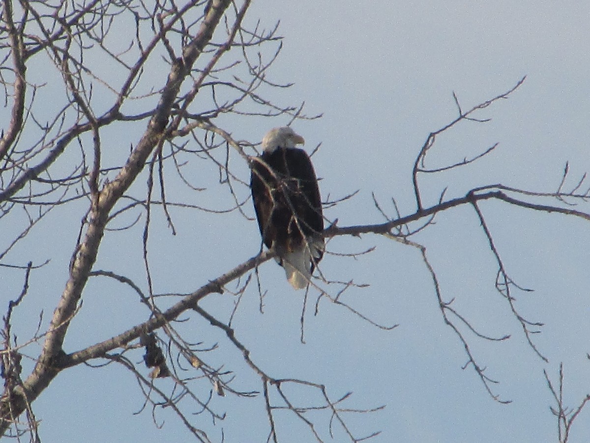 Bald Eagle - ML646411258