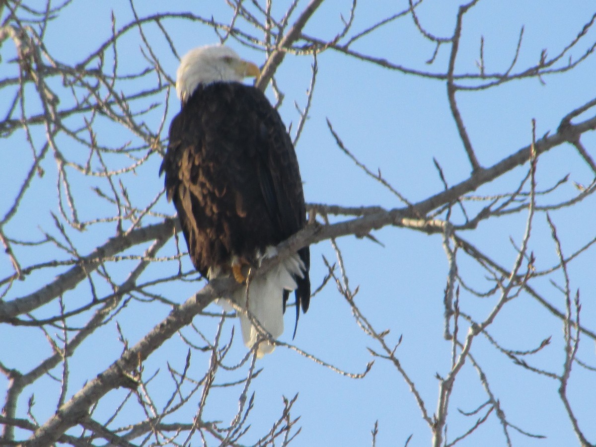 Bald Eagle - ML646411259