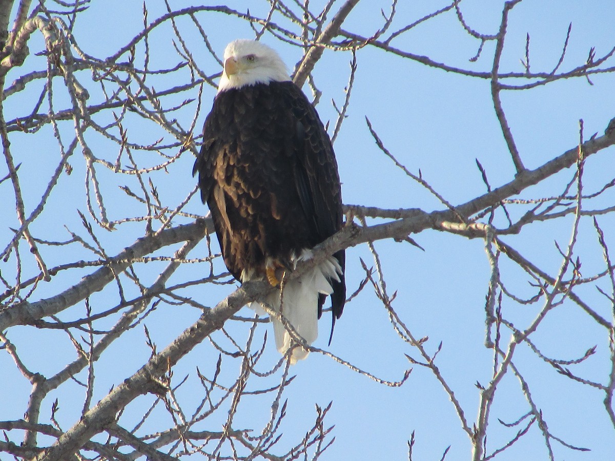 Bald Eagle - ML646411260