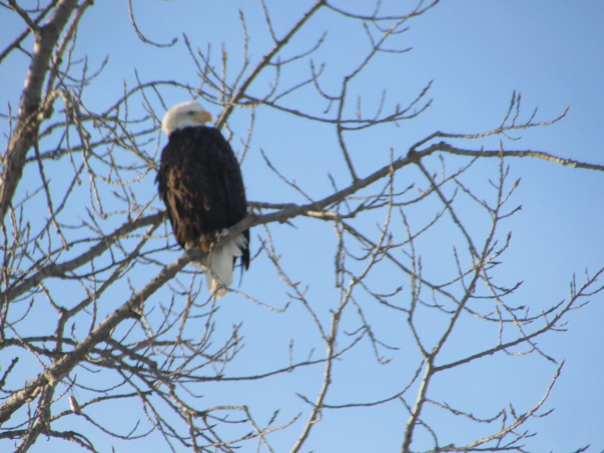 Bald Eagle - ML646411261