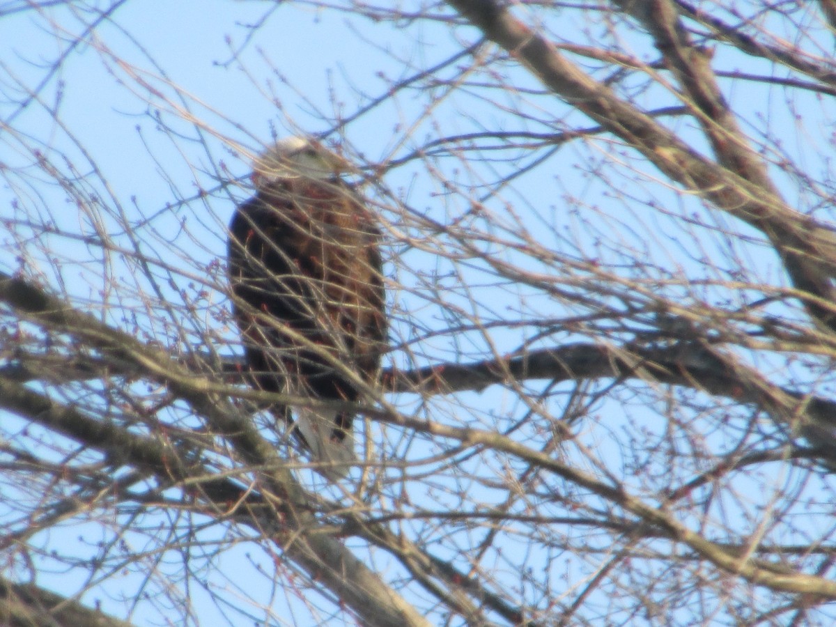 Bald Eagle - ML646411262