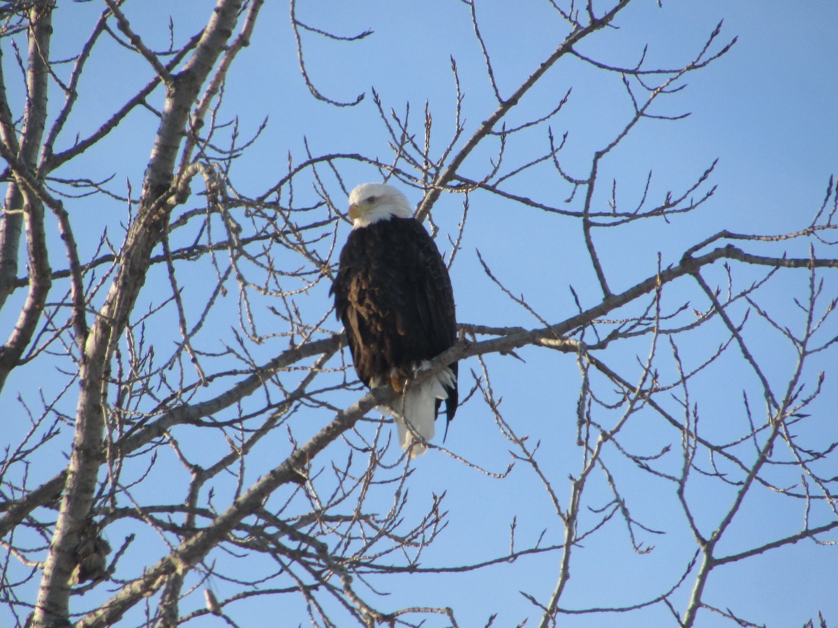 Bald Eagle - ML646411263