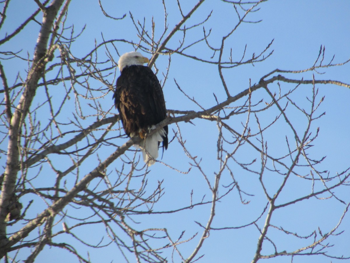 Bald Eagle - ML646411264
