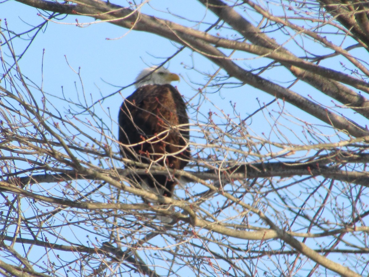 Bald Eagle - ML646411265