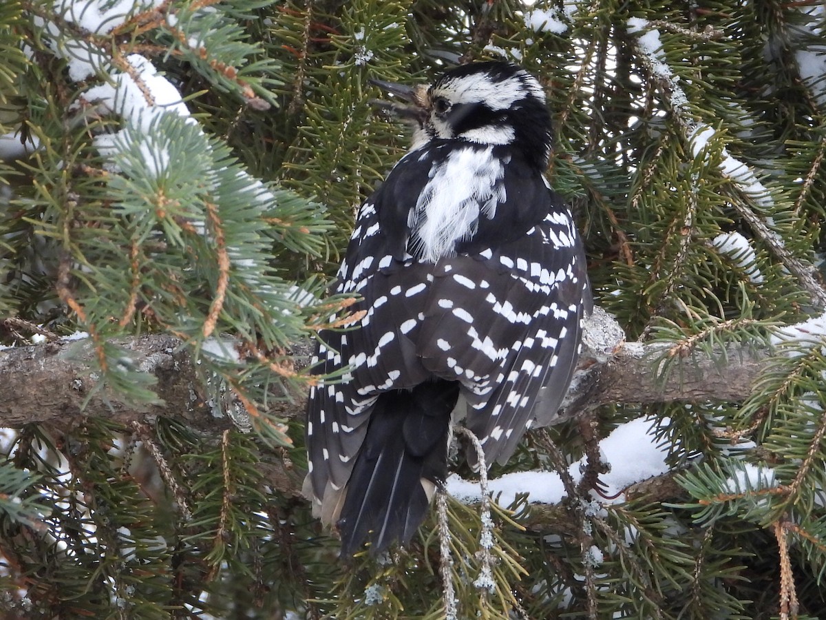 Hairy Woodpecker - ML646411266