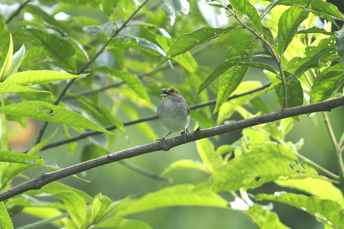 Yellow-browed Sparrow - ML646411267