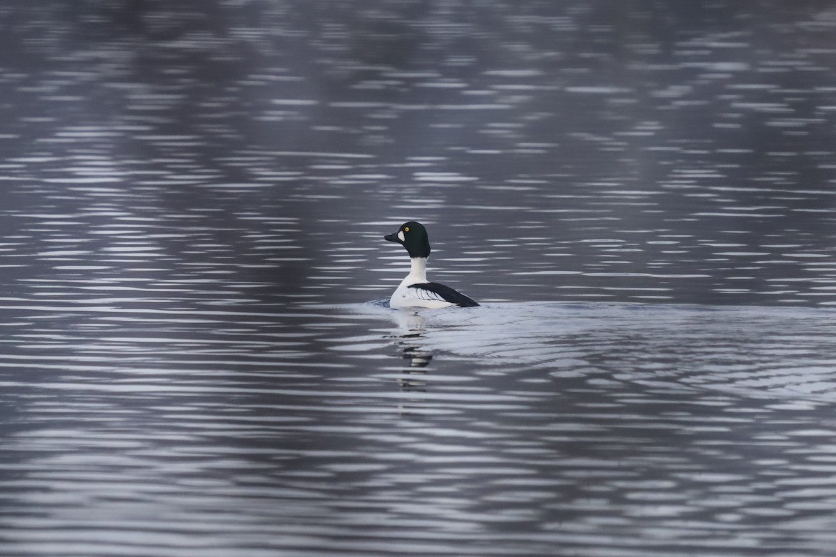 Common Goldeneye - ML646411269