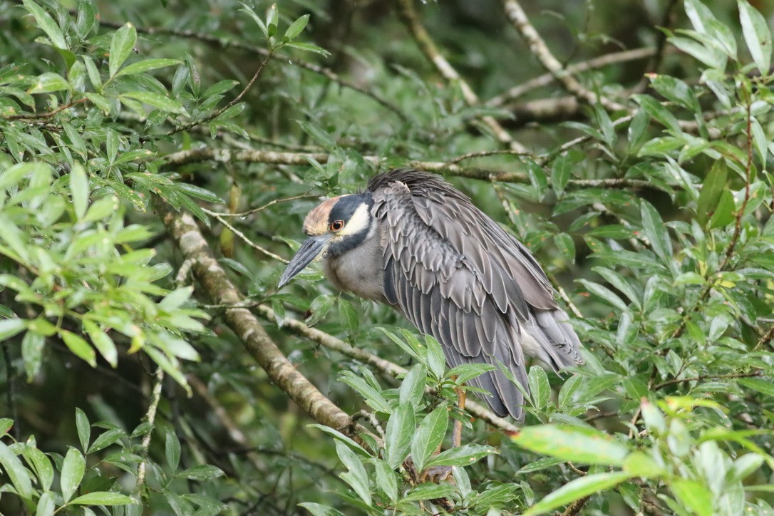 Yellow-crowned Night Heron - ML646411270